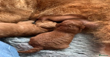 Labradoodle dogs - Advert 10