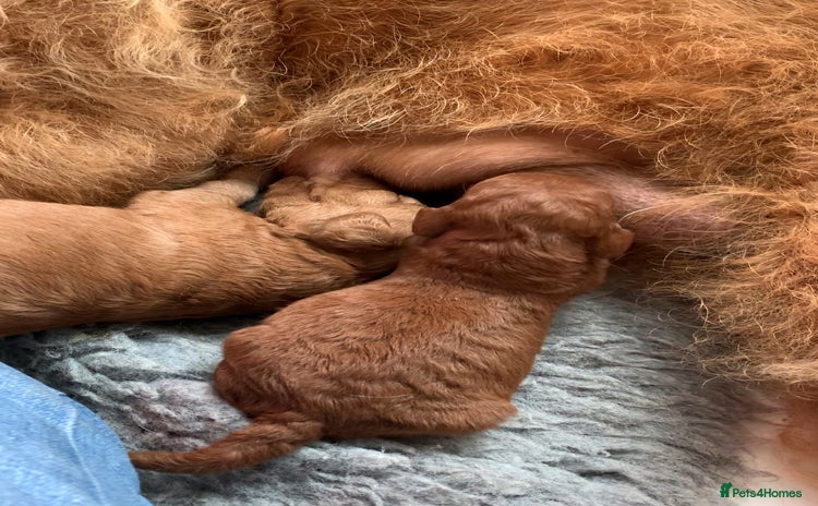 Labradoodle dogs - Advert 2