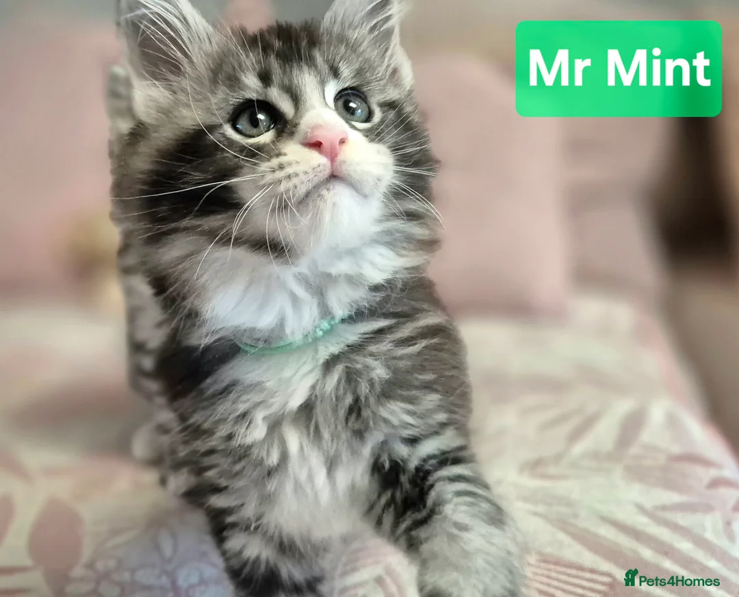 Maine Coon cats for sale: 🎀 Outstanding GCCF Pedigree Maine Coon Kittens  - Advert 4