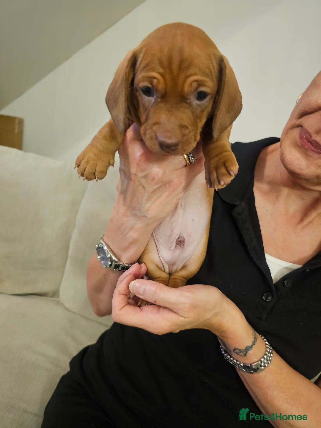 Dachshund dogs for sale: Dachshund puppy - Advert 3