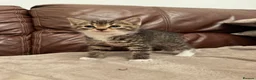 Mixed Breed cats for sale: Beautiful kittens  - Advert 7