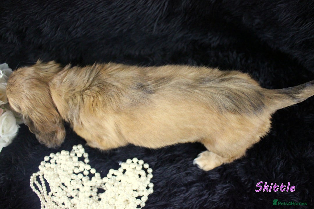 Miniature Dachshund dogs for sale: KC PRA Clear Mini Longhair Daxies – Dapple - Advert 15