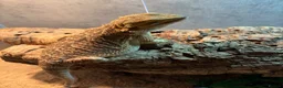 Bearded Dragon reptiles for sale: Bearded dragon and whole set up - Advert 3