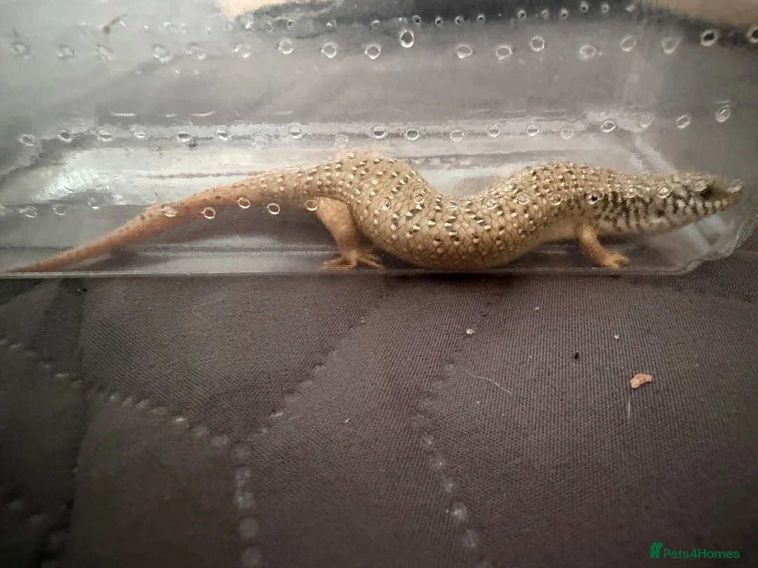 Skink reptiles for sale: Ocellated Skinks Looking for New Homes - Advert 8