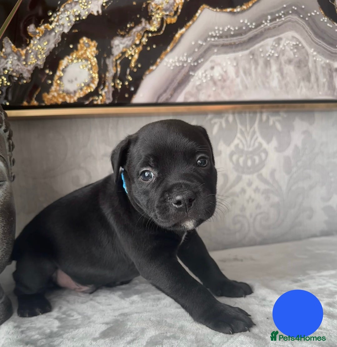 Staffordshire Bull Terrier dogs for sale: Chunky little staffy pups - Image 17