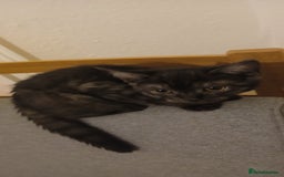 Mixed Breed cats for sale: Kittens for sale for a loving home (open to offers - Image 9