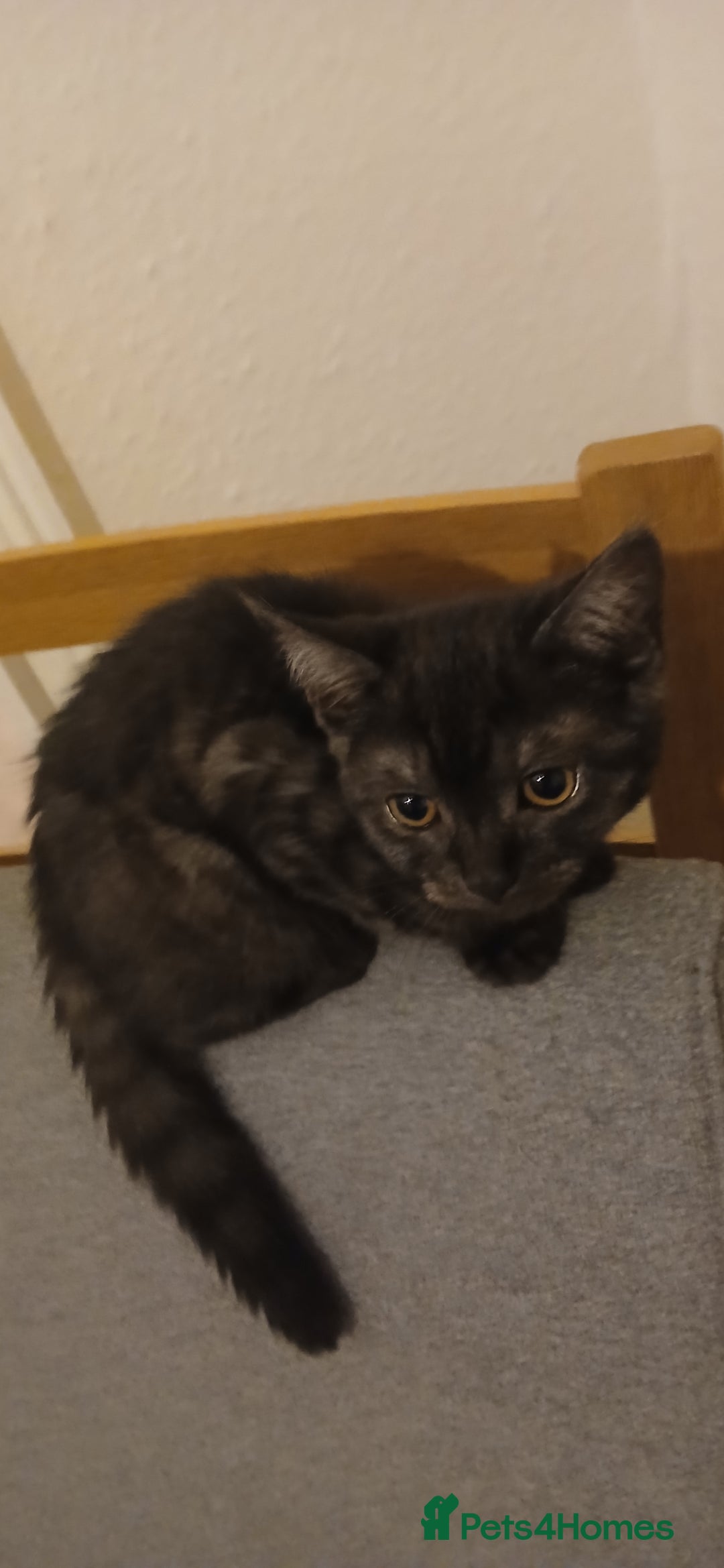Mixed Breed cats for sale: Kittens for sale for a loving home (open to offers - Image 9