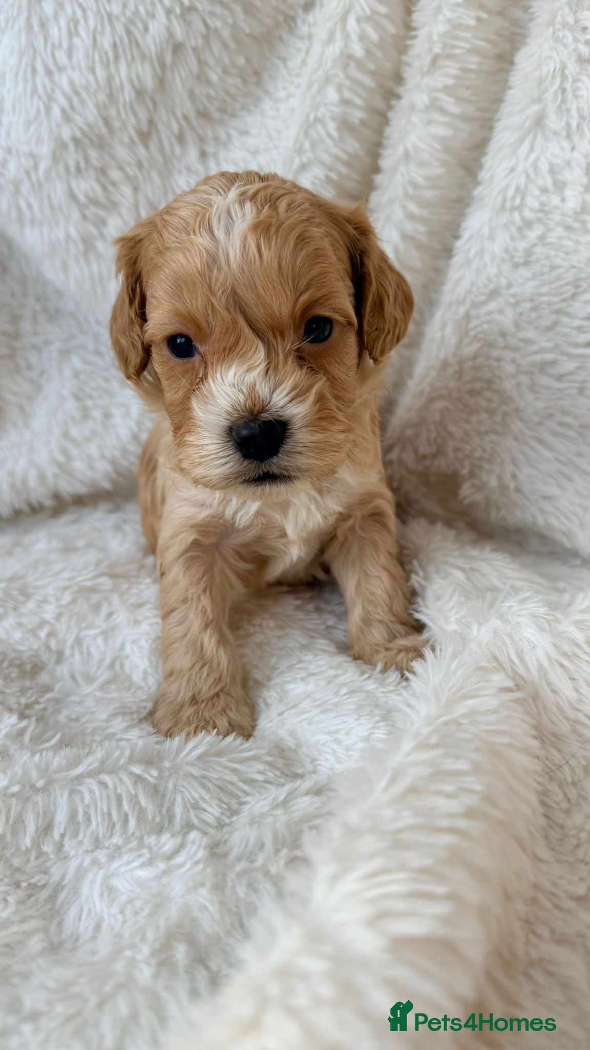 Cockapoo dogs F1 red and apricot Cockapoo puppies - Advert 18