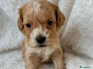 Cockapoo dogs F1 red and apricot Cockapoo puppies - Advert 4