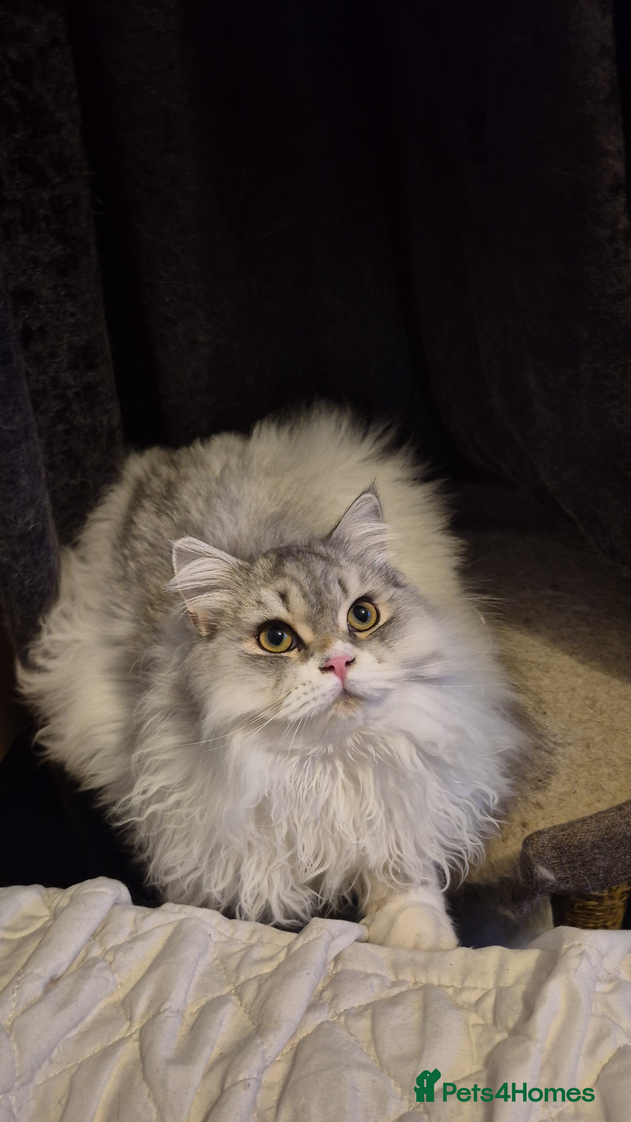 British Shorthair cats British Longhair Silver Boy &amp; Black shorthair girl - Advert 6