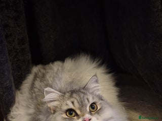 British Shorthair cats British Longhair Silver Boy & Black shorthair girl - Advert 2