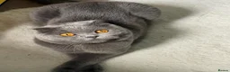 Scottish Fold cats for sale: Scottish Fold for rehoming - Advert 2