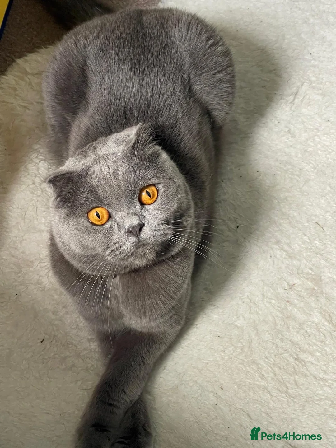 Scottish Fold cats for sale: Scottish Fold for rehoming - Advert 2
