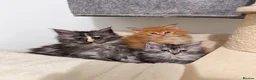 Maine Coon cats for sale: Beautiful Maine coon kittens  - Advert 1