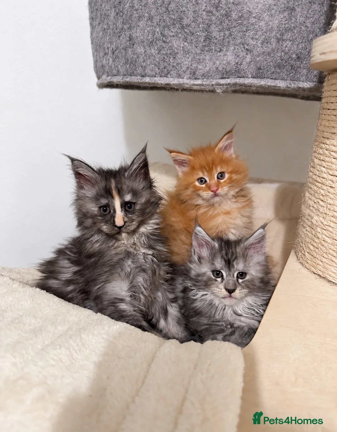 Maine Coon cats for sale: Beautiful Maine coon kittens  - Advert 1