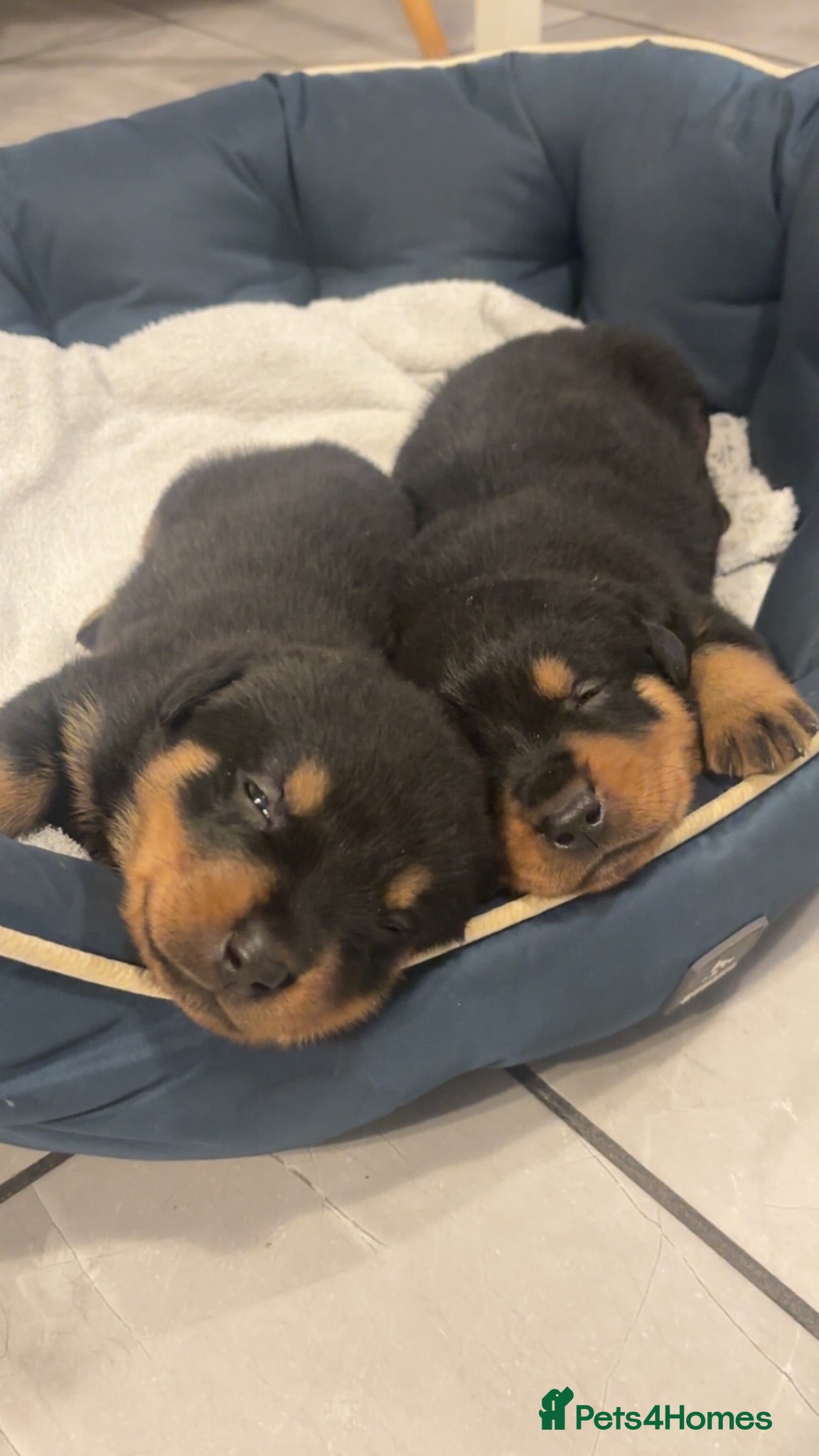 Rottweiler dogs BEAUTIFUL ROTTWEILER PUPPIES - Advert 2