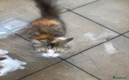 Mixed Breed cats for sale: Beautiful Longhaired Calico Cat - Image 1