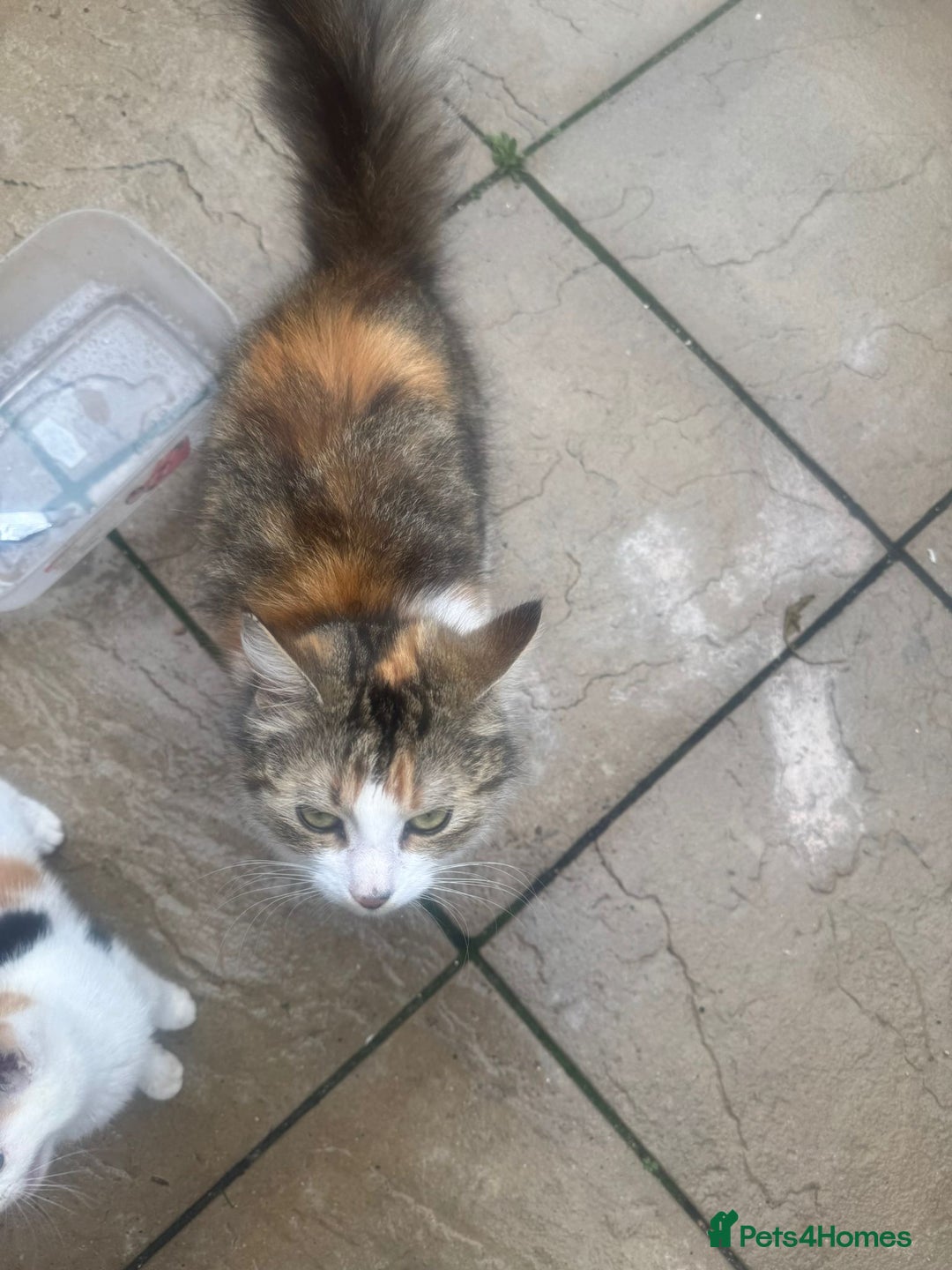 Mixed Breed cats for sale: Beautiful Longhaired Calico Cat - Image 1