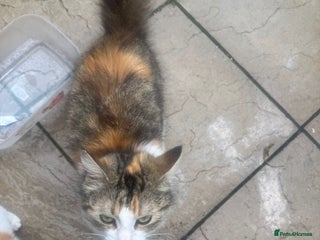 Mixed Breed cats - Advert 6