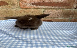 Mini Lop rabbits for sale: Beautiful Pure Bred minilops  - Image 10