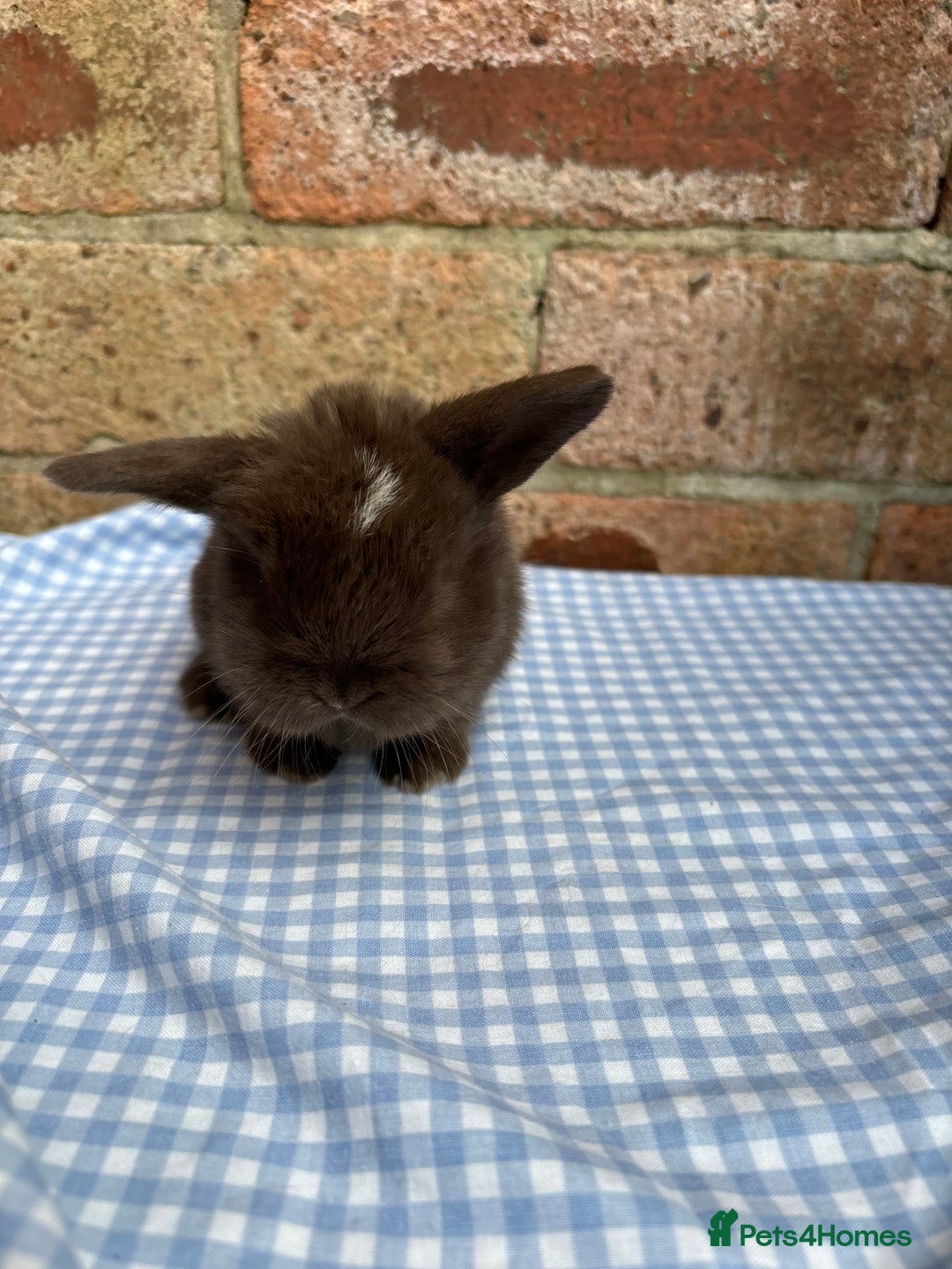 Mini Lop rabbits for sale: Beautiful Pure Bred minilops  - Image 10