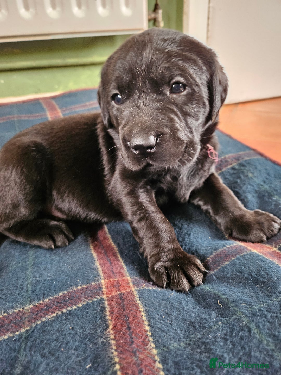 Labrador Retriever dogs for sale: KC Registered Black Labrador Puppies - Image 4