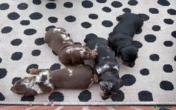 Miniature Dachshund dogs for sale: Mini Dachshund  - Image 2