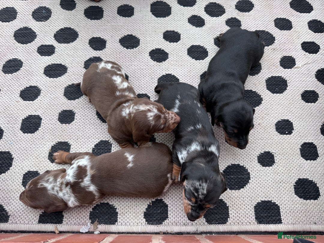 Miniature Dachshund dogs for sale: Mini Dachshund  - Image 2