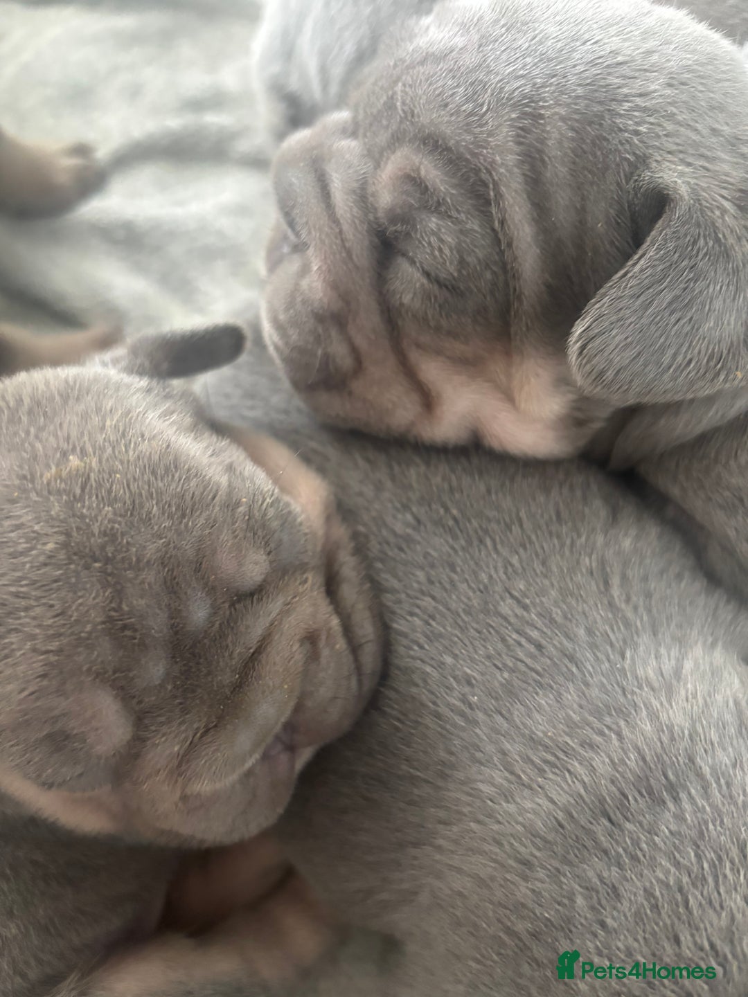 French Bulldog dogs for sale: French bulldog babies  - Image 6