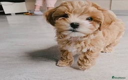 Maltipoo dogs for sale: adorable Maltipoo puppies for sale  - Image 3