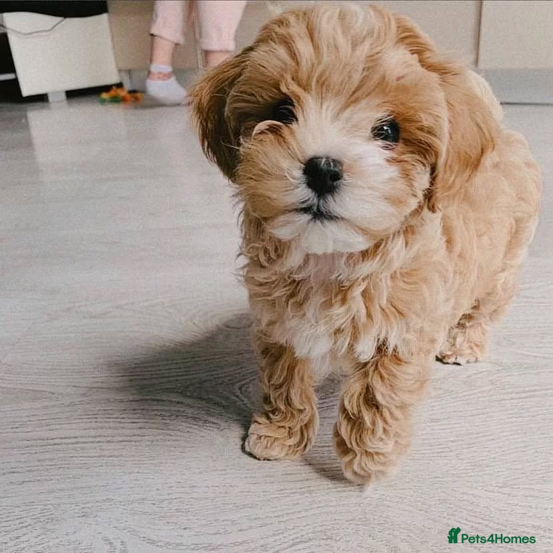 Maltipoo dogs for sale: adorable Maltipoo puppies for sale  - Image 3