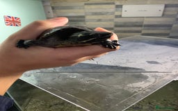 Terrapin reptiles for sale: A pair of Musk turtles  - Advert 3