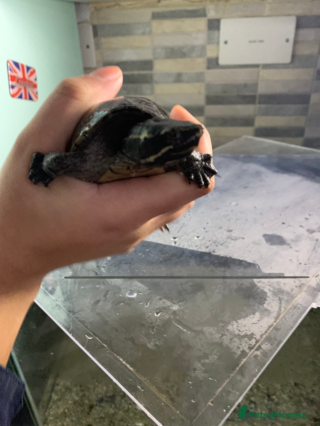 Terrapin reptiles for sale: A pair of Musk turtles  - Advert 3