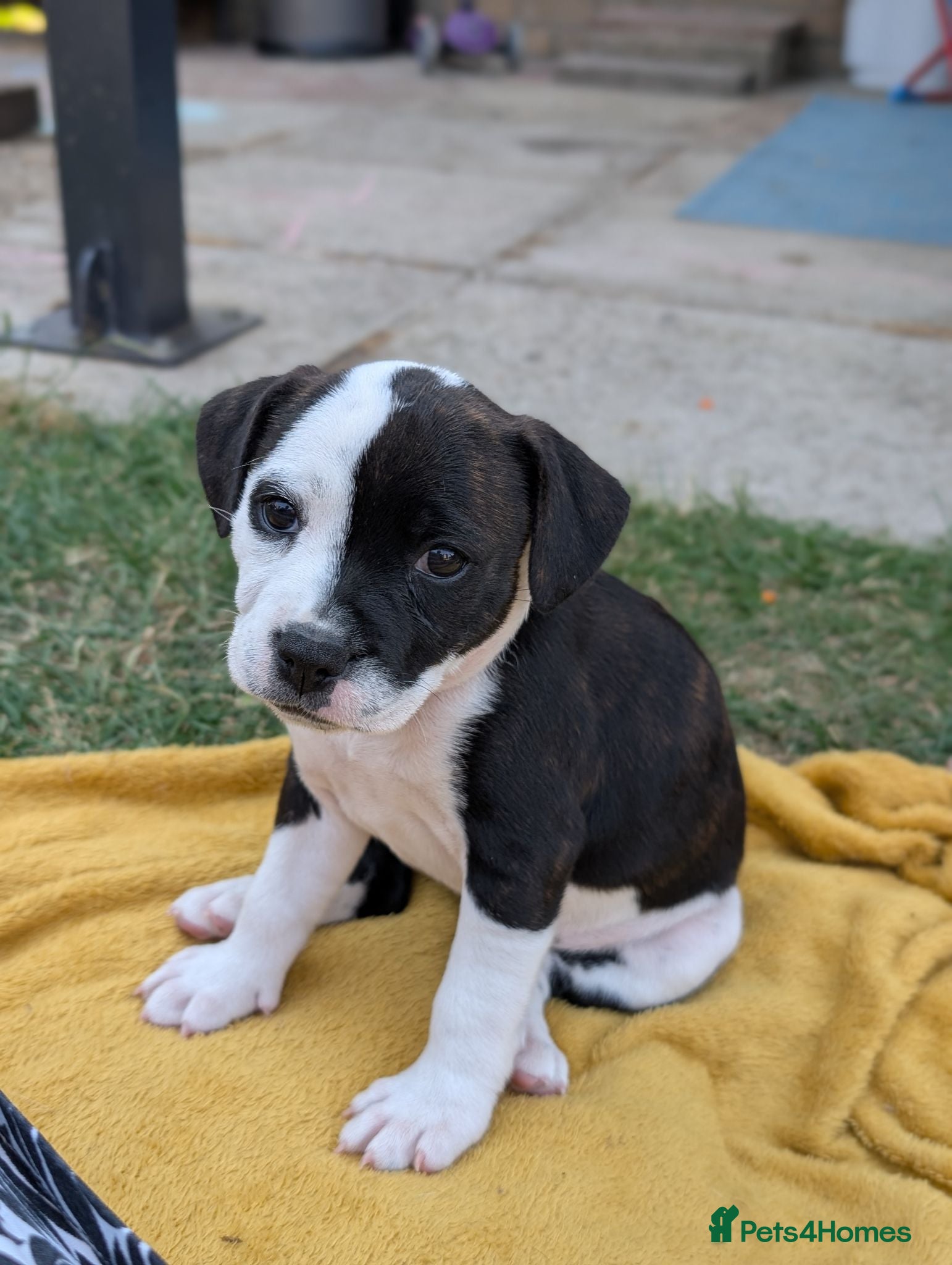 Staffordshire Bull Terrier dogs 2 BOYS 1 GIRL AVAILABLE Brindle&White Staffy Pups - Advert 1