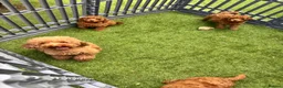 Toy Poodle dogs for sale: KC Registered Red Toy Poodle Boys  - Advert 4