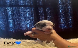 Whippet dogs for sale: Beautiful whippet whippet pups 🥰 - Image 6