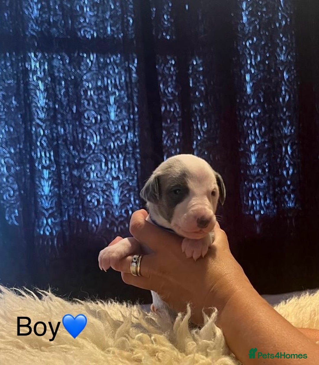 Whippet dogs for sale: Beautiful whippet whippet pups 🥰 - Image 6