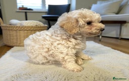 Poochon dogs for sale: Stunning Poochon Puupies - Image 4