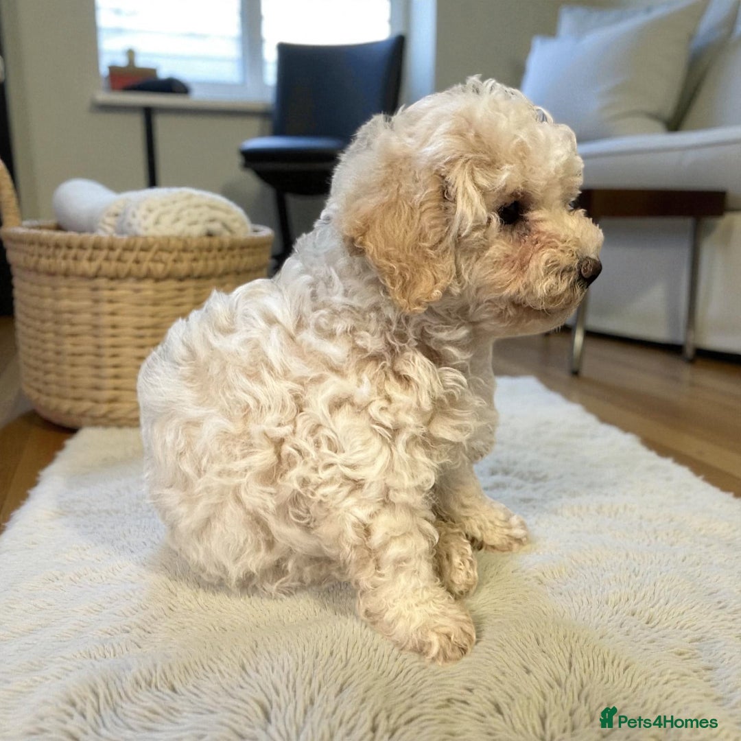 Poochon dogs for sale: Stunning Poochon Puupies - Image 4