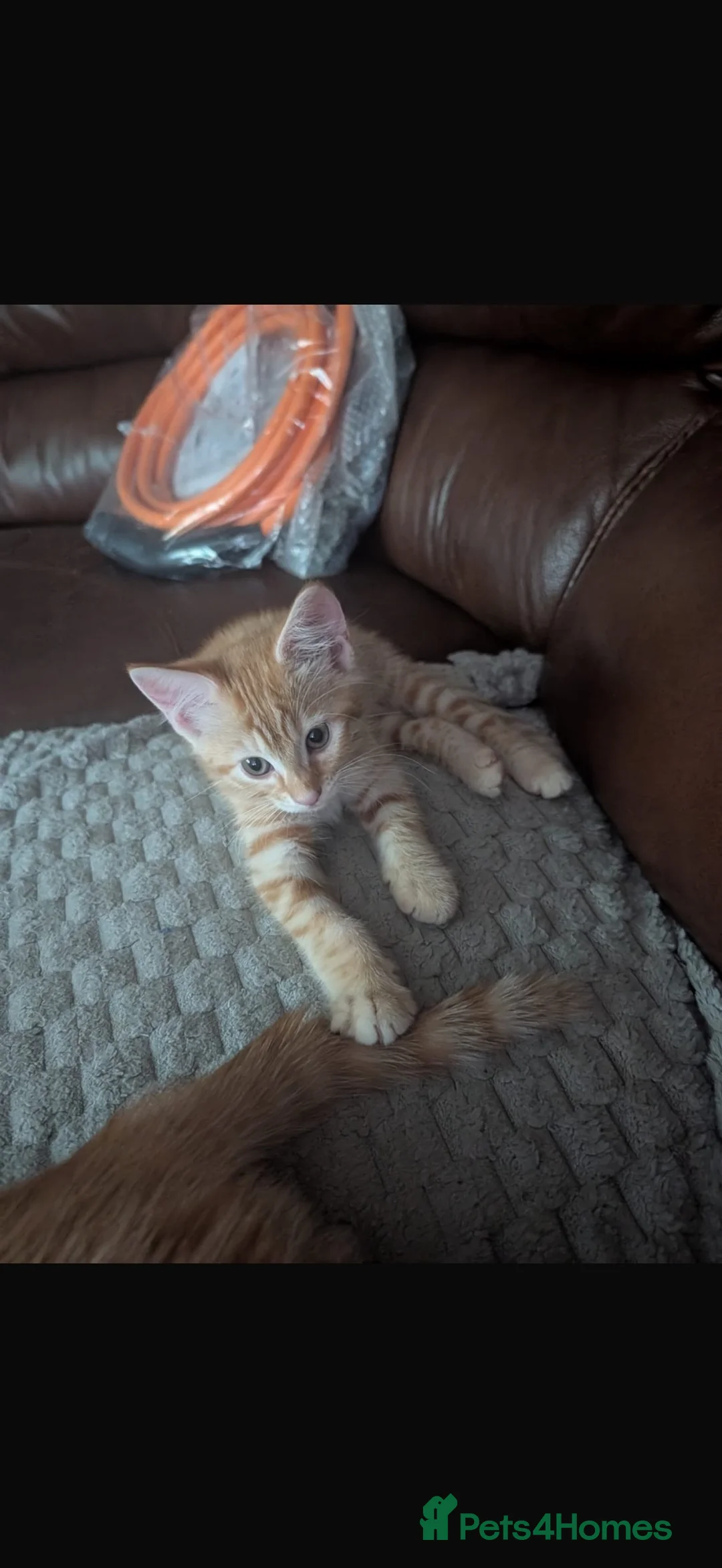 Toyger cats for sale: One female Toyger kitten for sale  - Advert 2