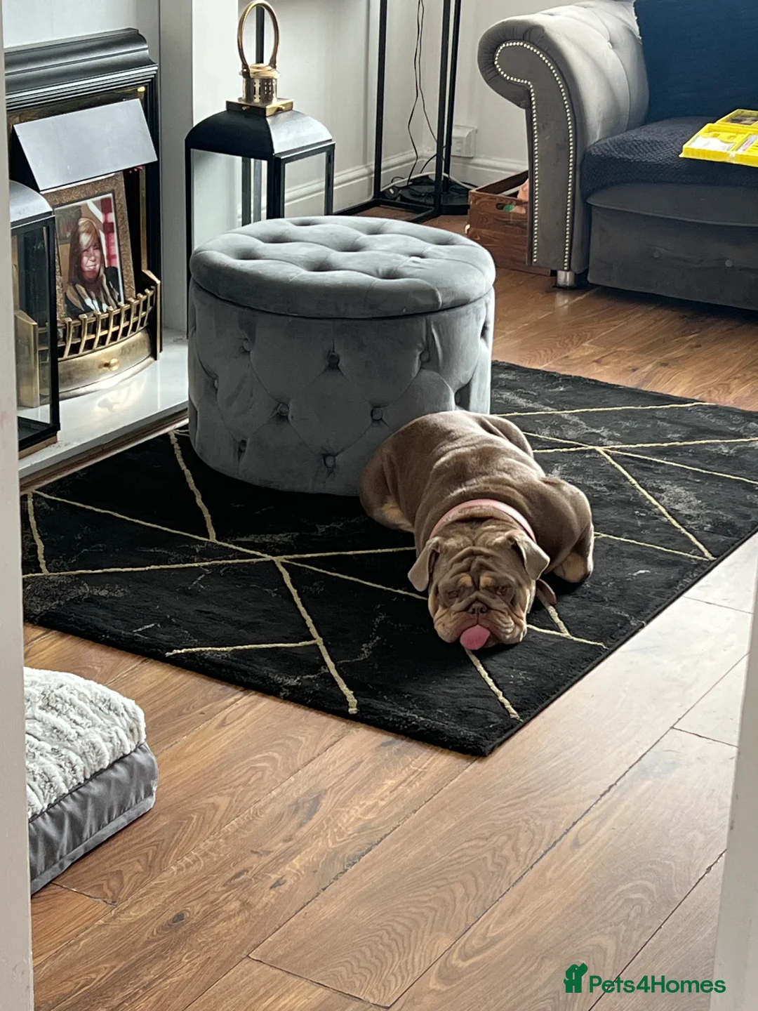 English Bulldog dogs for sale: English bulldog girl  - Advert 2