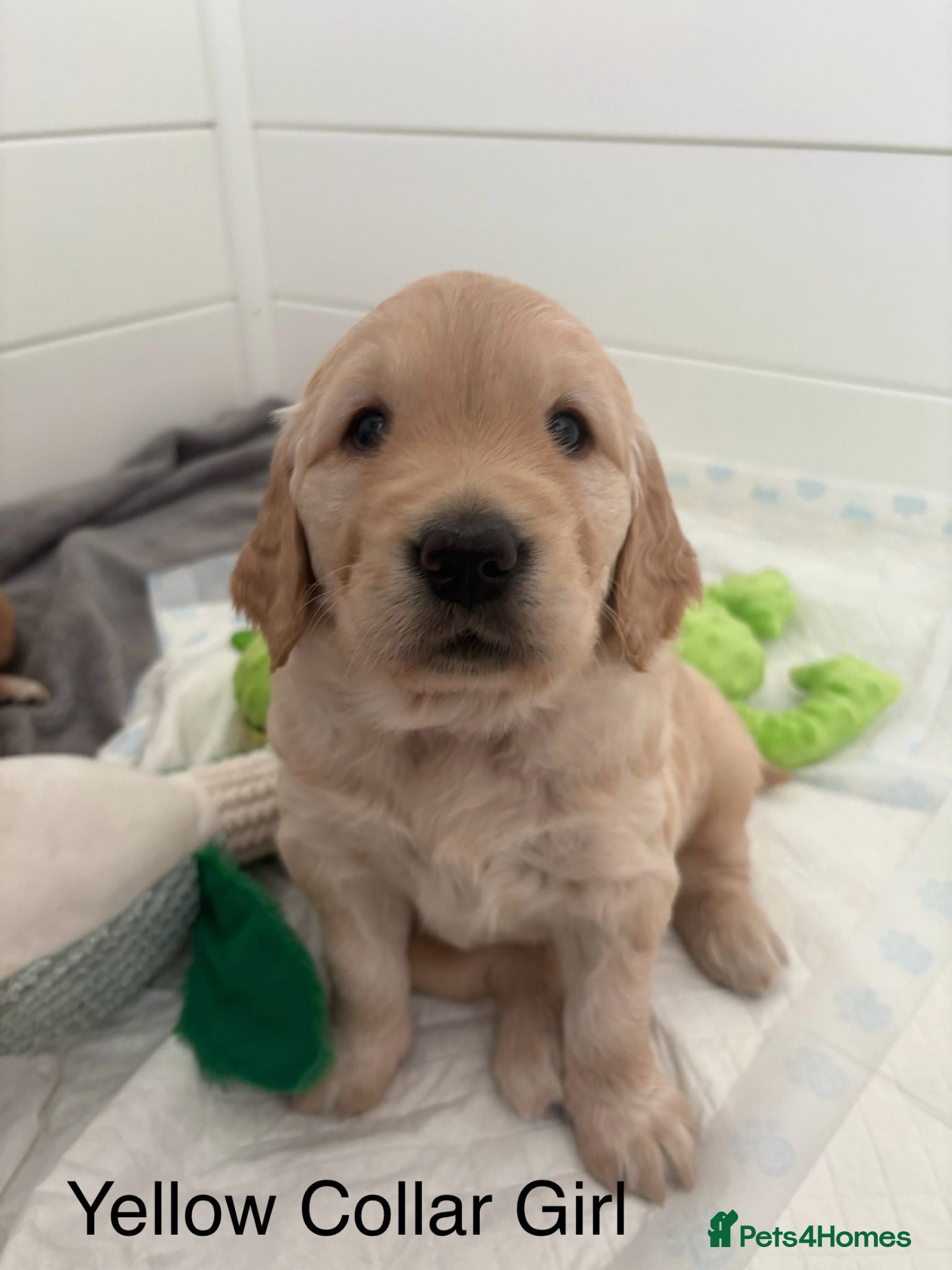 Golden Retriever dogs KC registered Golden Retriever Puppies - Advert 1