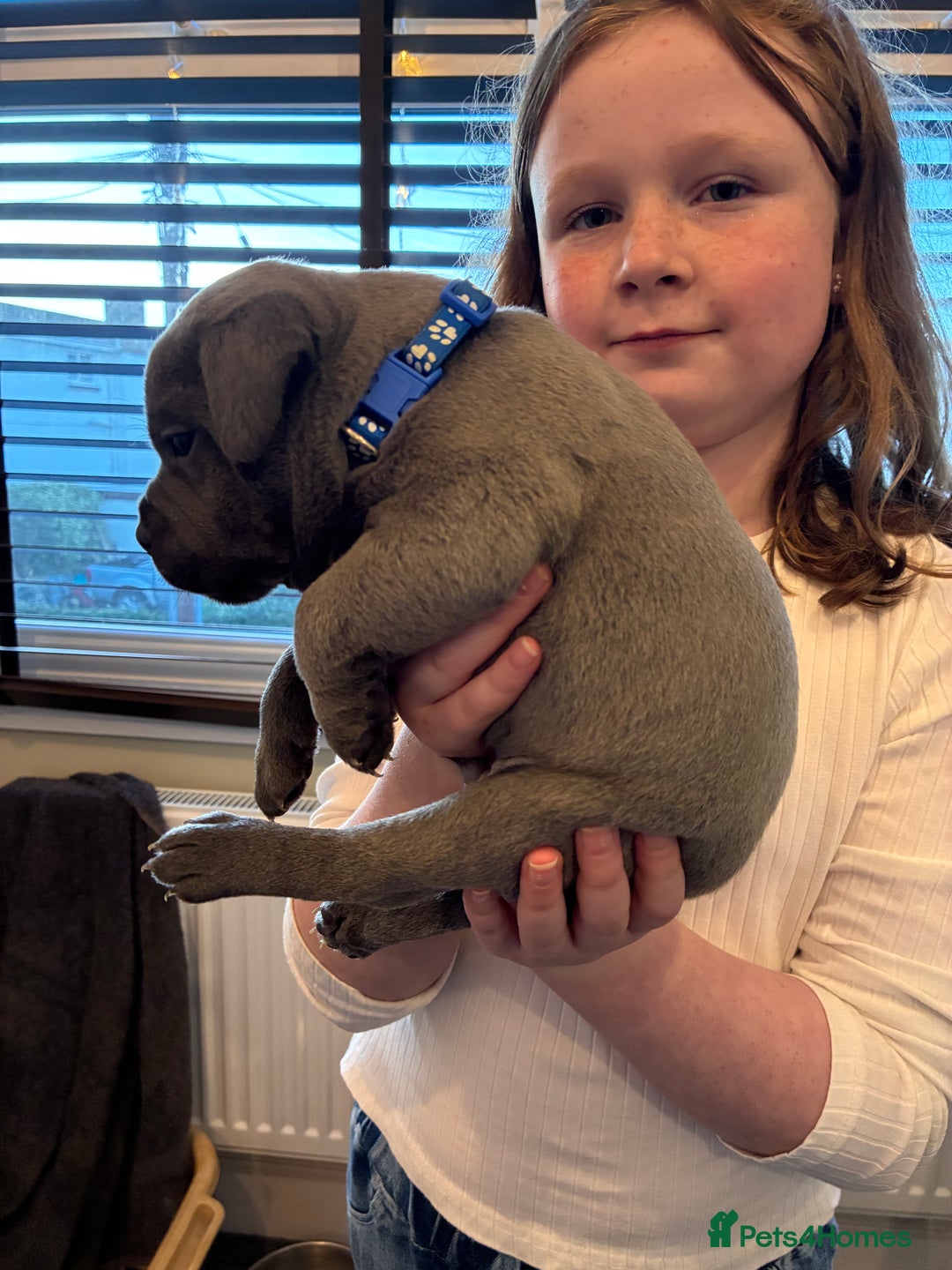 Staffordshire Bull Terrier dogs for sale: Pedigree Blue Staffordshire pups - Advert 11