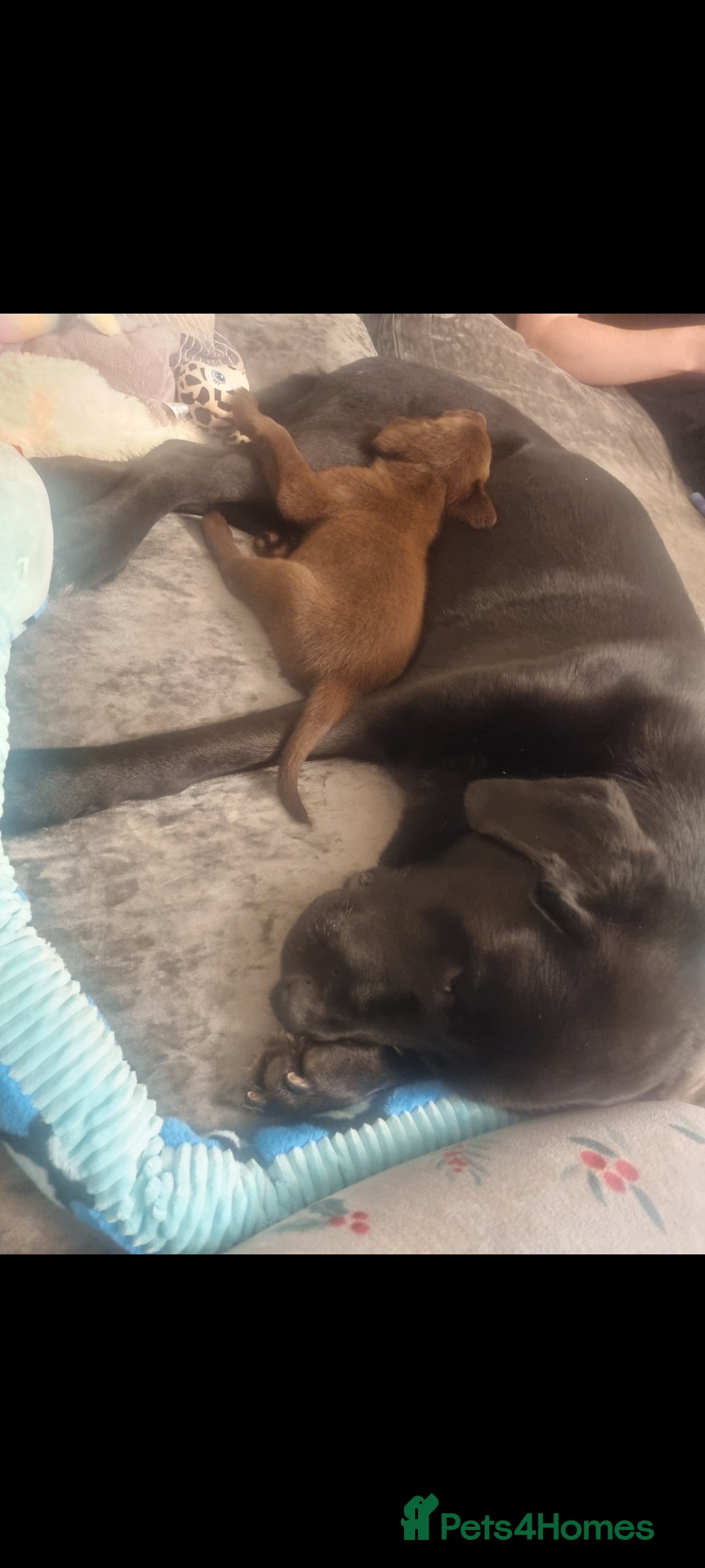 Labrador Retriever dogs for sale: Beautiful chunky labrador puppies - Advert 5