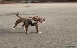 Staffordshire Bull Terrier dogs for sale: Bruno, 17 months - Image 3