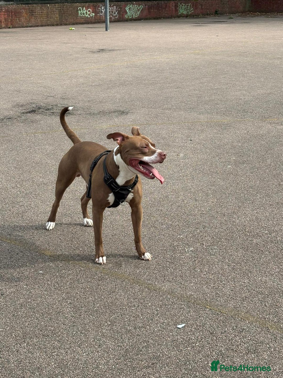 Staffordshire Bull Terrier dogs for sale: Bruno, 17 months - Image 3