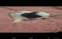Shih Tzu dogs for sale: Shih tzu - Image 2