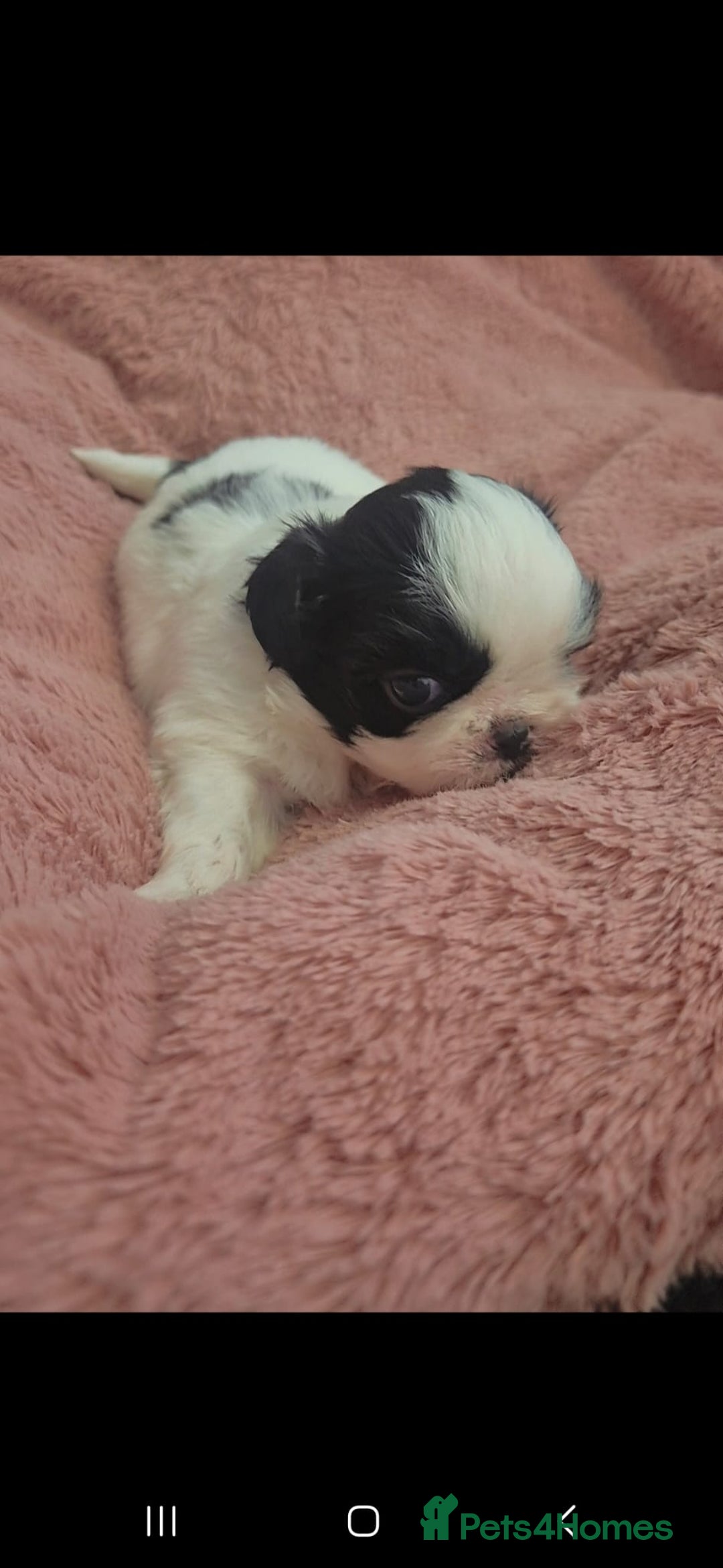Shih Tzu dogs for sale: Shih tzu - Image 2