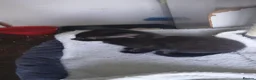 Mixed Breed cats for sale: 5 cuties looking for new forever homes - Advert 18