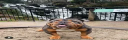 English Bulldog dogs for sale: KC REGISTERED BULLDOG PUPPIES READY NOW  in Carshalton - Advert 9